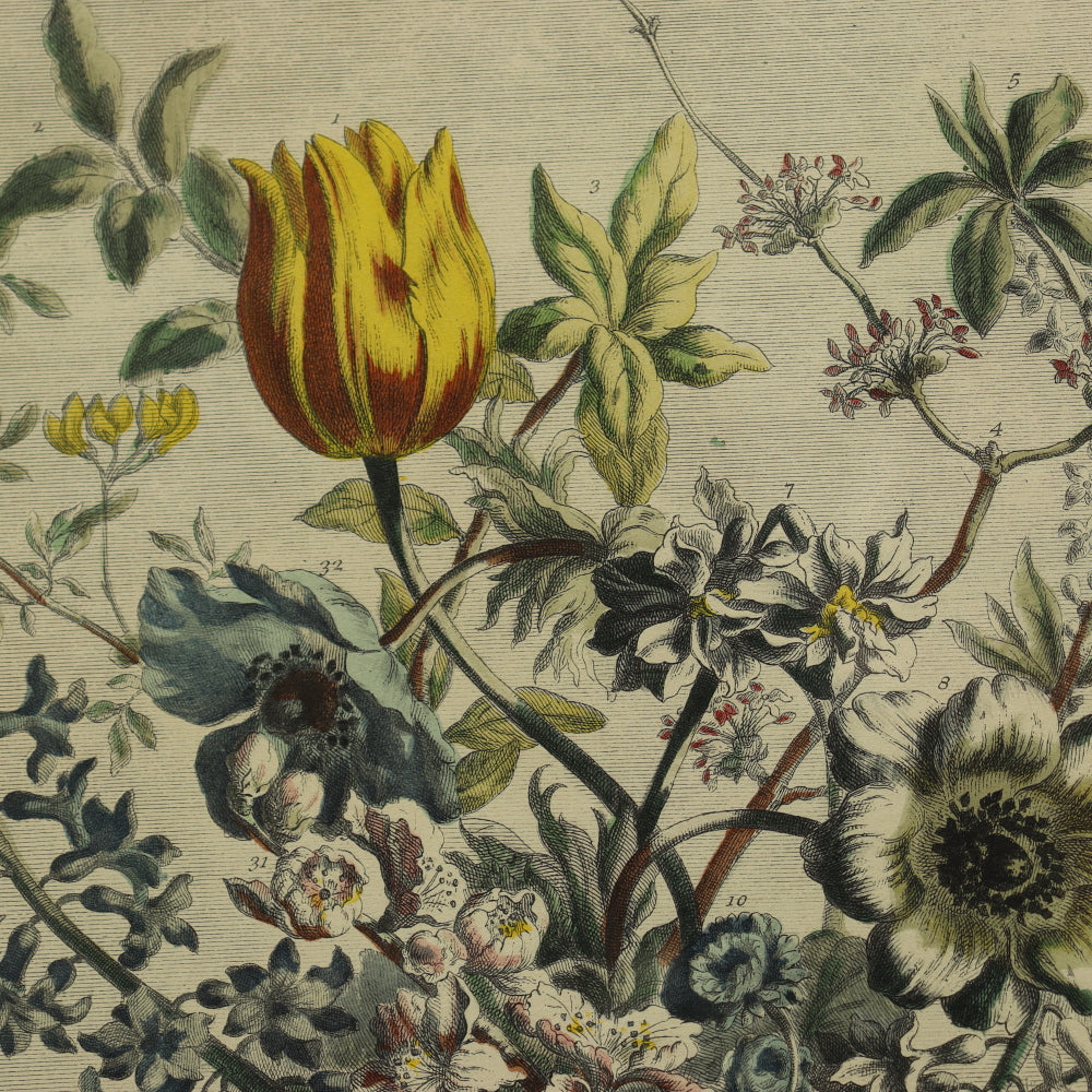 AW7-013: C 1730 Robert Furber - February Floral Calendar Hand Colored Etching - Engraved by H. Fletcher