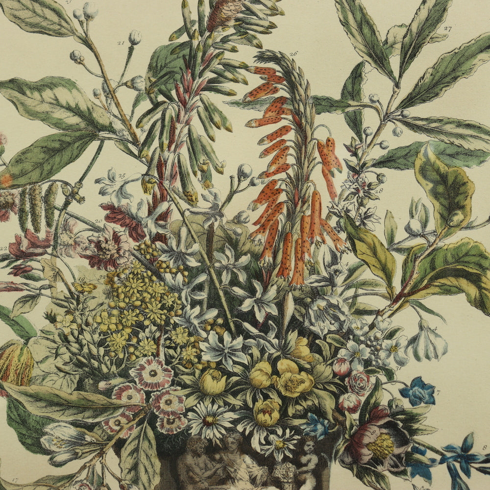 AW7-015: C 1730 Robert Furber - January Floral Calendar Hand Colored Etching - Engraved by H. Fletcher