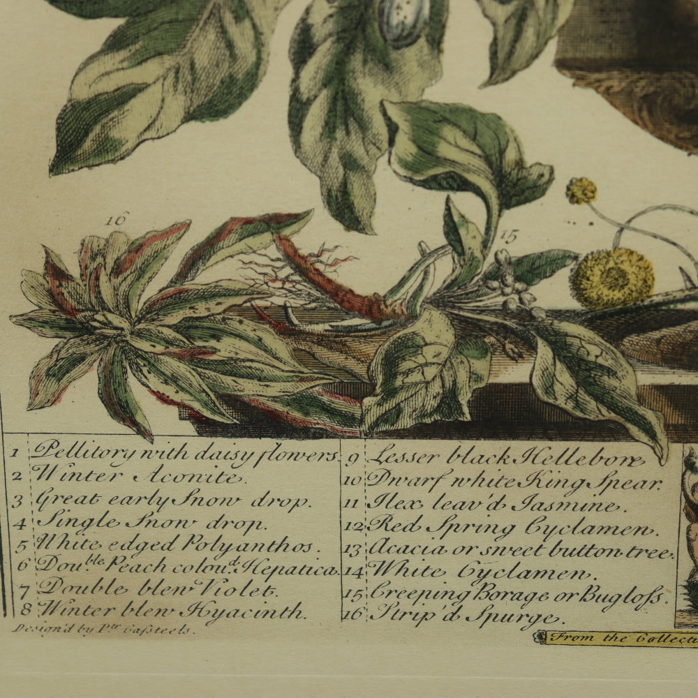 AW7-015: C 1730 Robert Furber - January Floral Calendar Hand Colored Etching - Engraved by H. Fletcher
