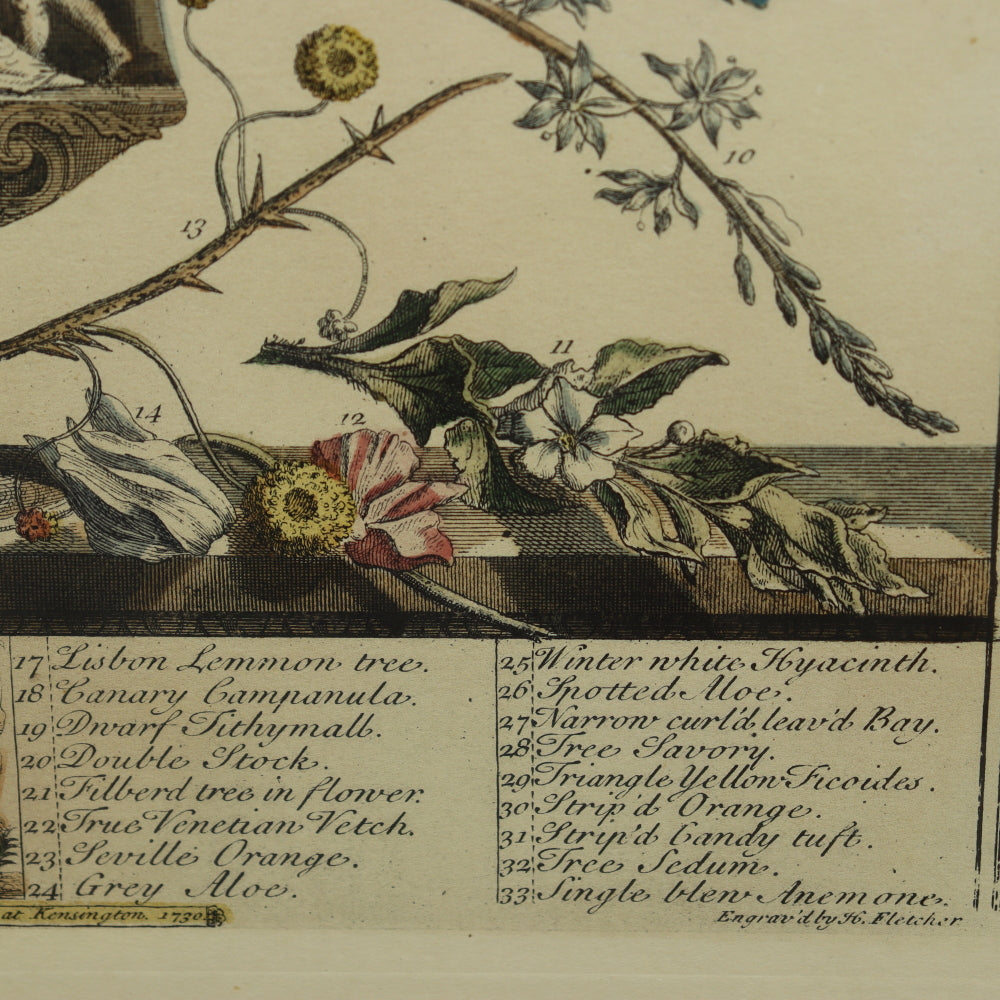 AW7-015: C 1730 Robert Furber - January Floral Calendar Hand Colored Etching - Engraved by H. Fletcher