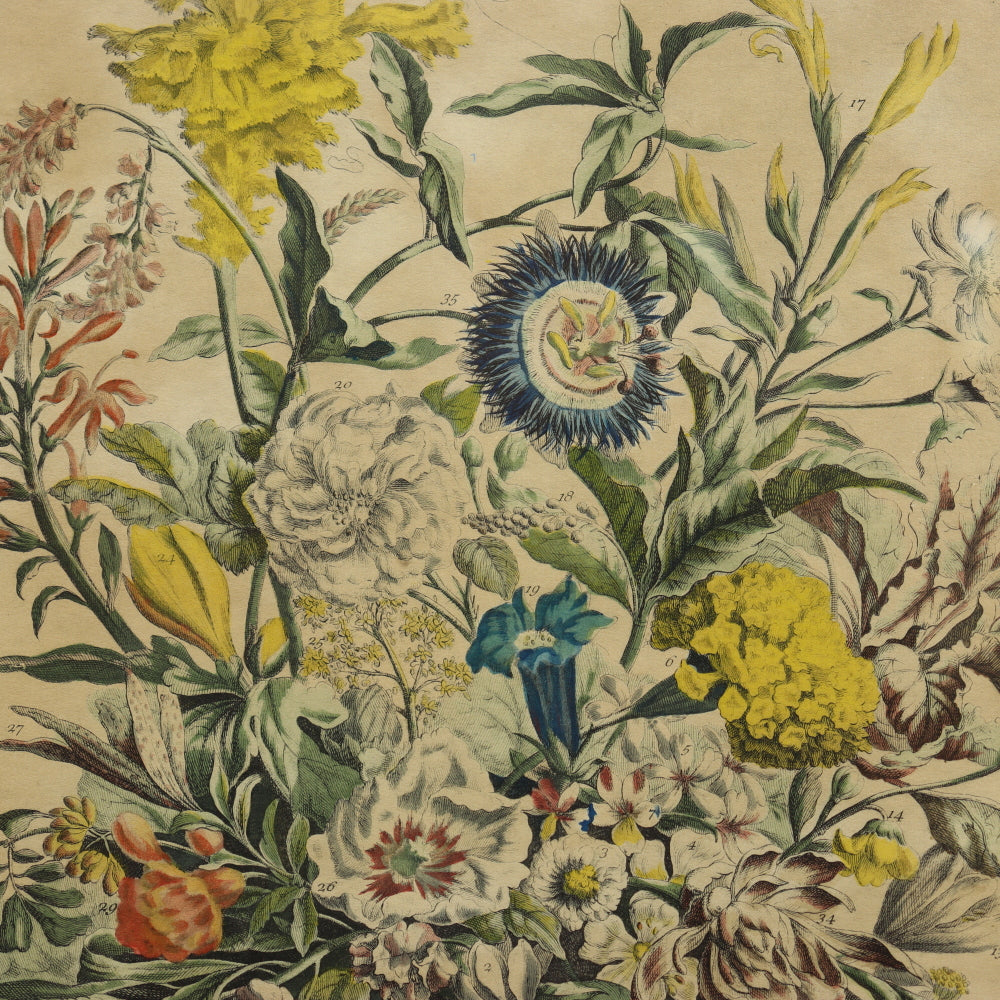 AW7-012: C 1730 Robert Furber - September Floral Calendar Hand Colored Etching - Engraved by H. Fletcher