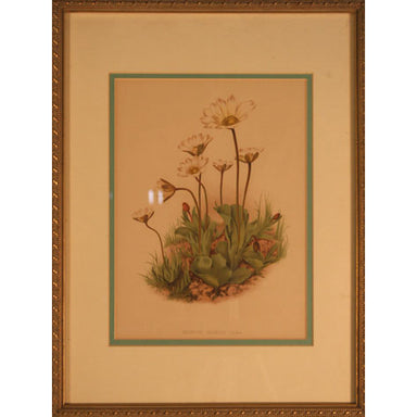 European School - Botanical Print - Lithograph | Work of Man